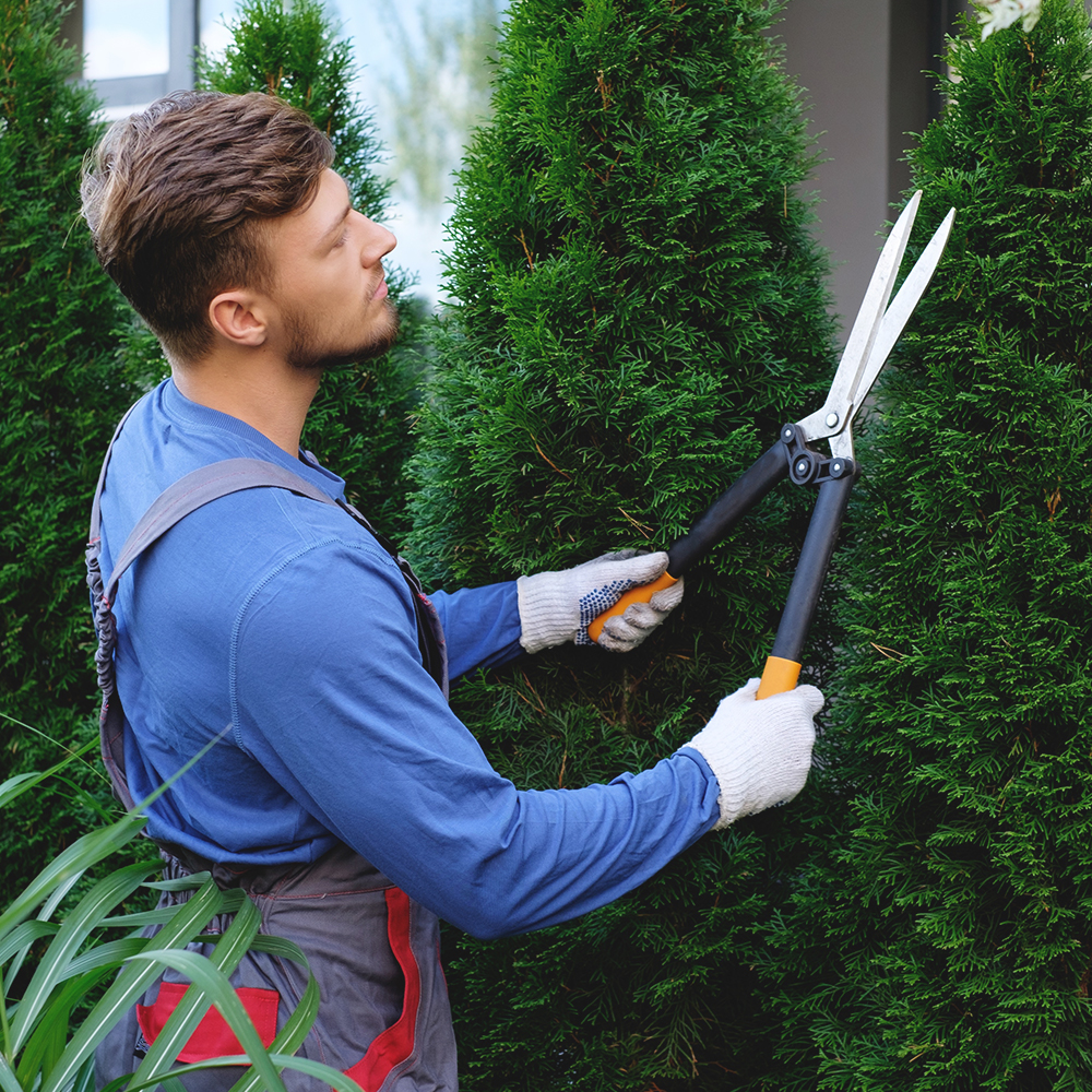 Hedge Trimming